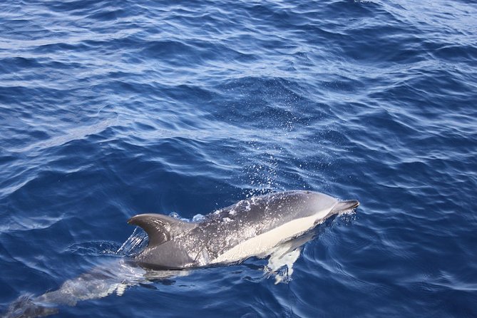 Lobos Island - the Dolphin Route - Traveler Experience and Feedback