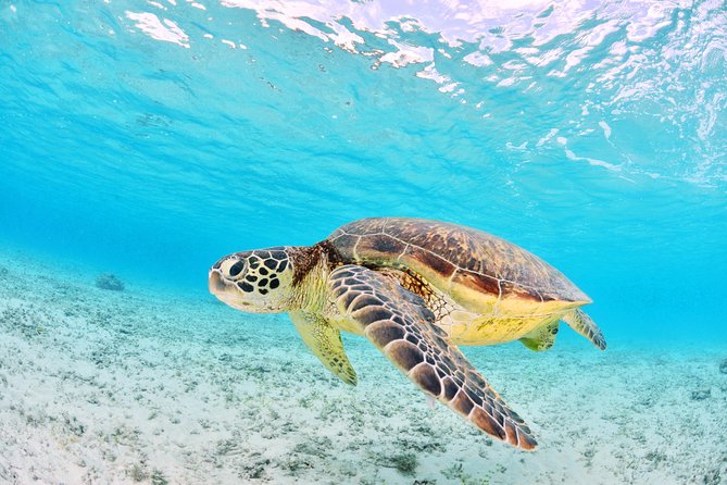 Low Island Snorkelling Private Charter Aboard Authentic Chinese Junk Boat - Rescheduling and Refund Options