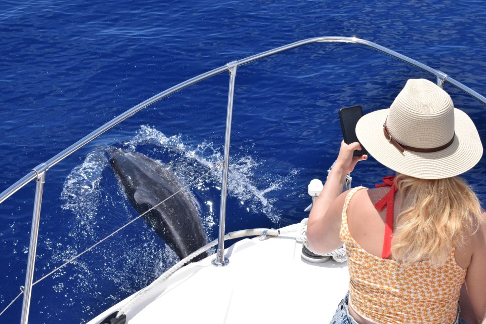 Madeira: 2.5-Hour Whale and Dolphin-Watching Cruise - Last Words