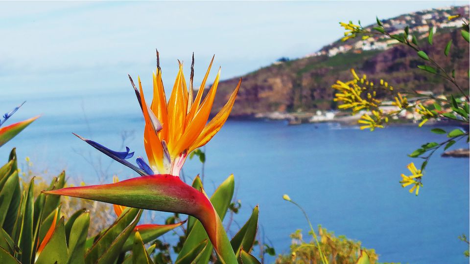 Madeira: Cabo Girao, Jeep Tour Adventure and Wine Tasting - Additional Information