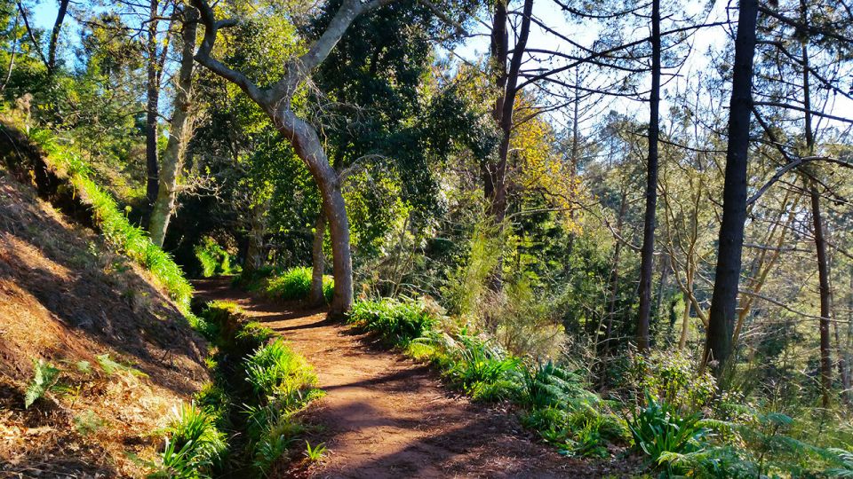 Madeira: Paradise Valley Levada Walk - Review Summary