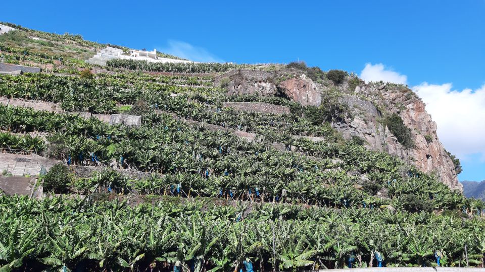 Madeira: Private Banana Farm Tour With Pickup - Last Words