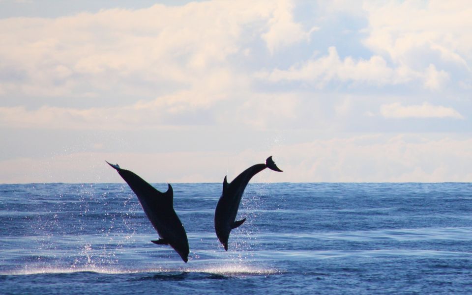 Madeira: Private Cruise Whale and Dolphin Watching 2.5-Hour - Common questions