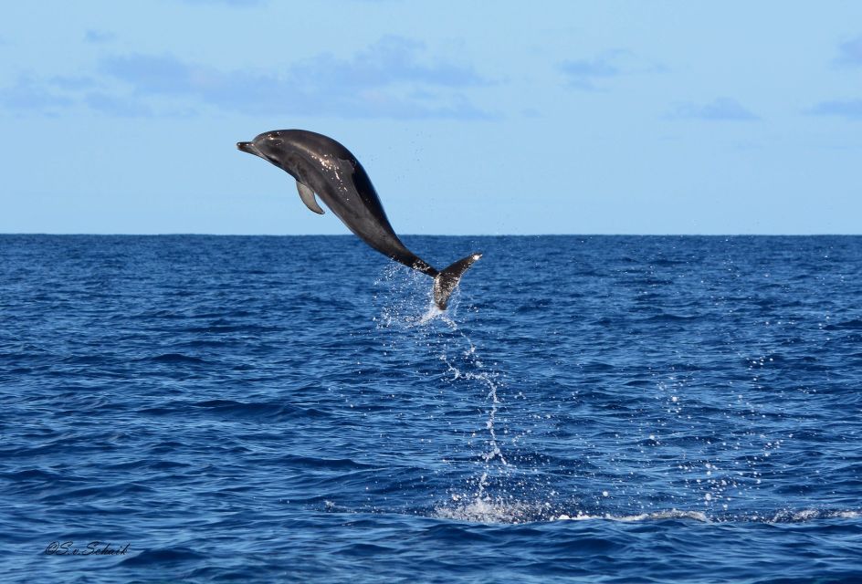 Madeira: Whale and Dolphin Watching Tour - Customer Satisfaction and Recommendations