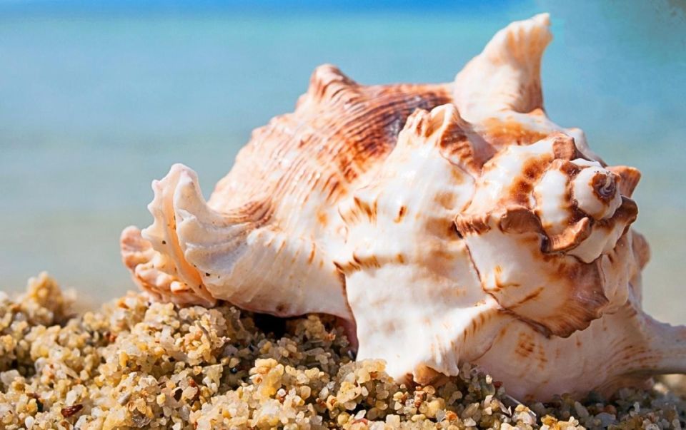 Makadi Bay: Snorkel, Dive, Parasail & Orange Island W/ Lunch - Common questions
