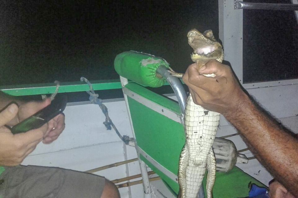 Manaus: Piranha Fishing and Alligator Watch Evening Tour - Last Words