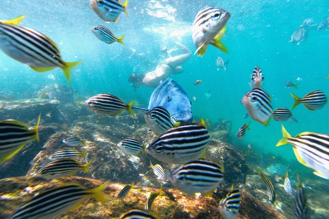 Manly Snorkel Trip and Nature Walk With Local Guide - Last Words