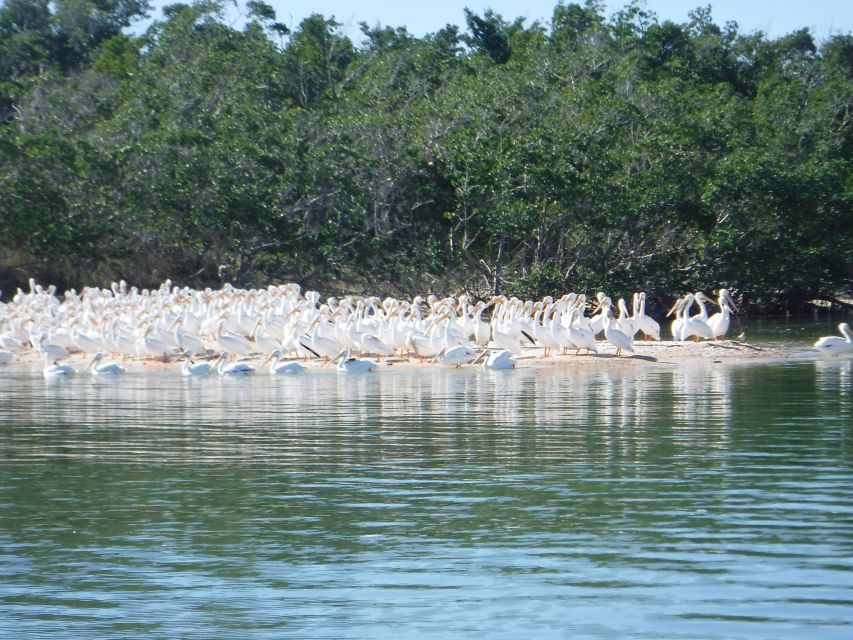 Marco Island: 1Ten Thousand Islands Dolphin & Shelling Tour - Directions