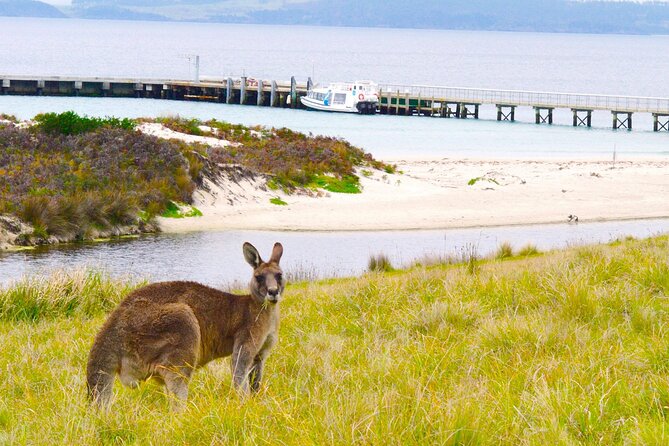 Maria Island Ferry Connection (Hobart to Triabunna Round Trip) - Traveler Reviews and Ratings