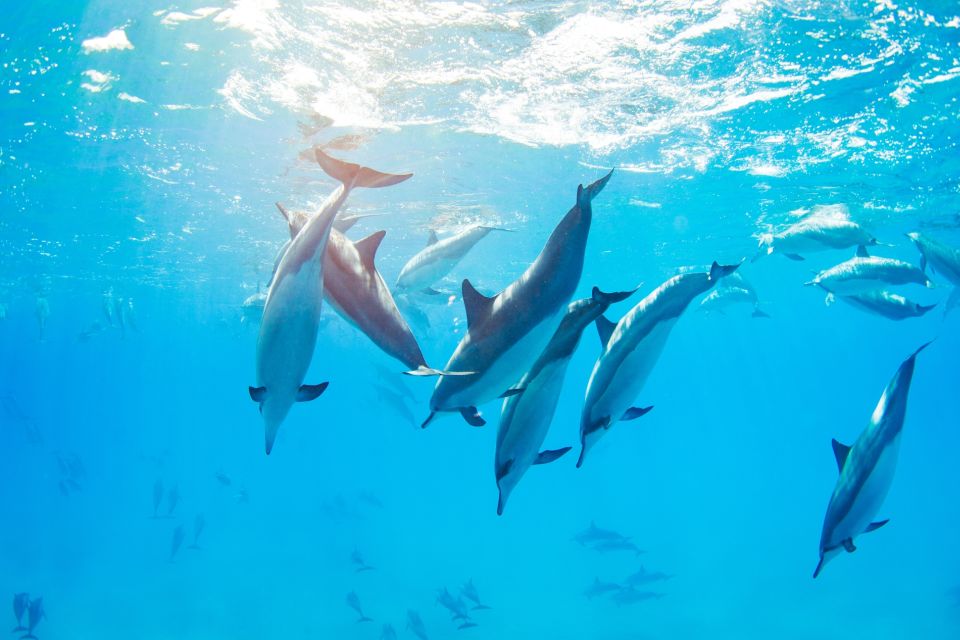 Marsa Alam: Sataya Reefs Dolphin Snorkel Cruise With Lunch - Itinerary Flexibility