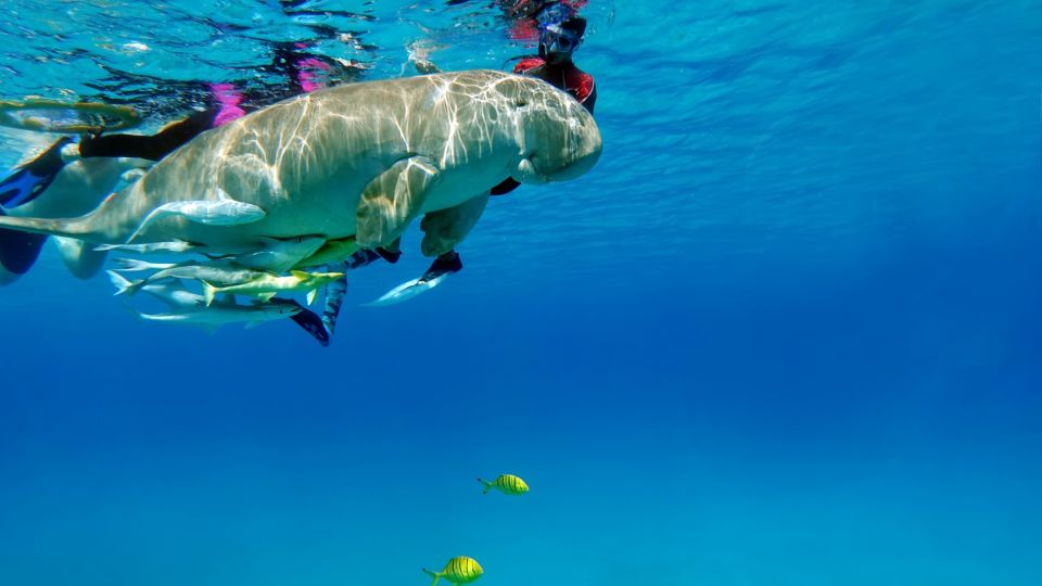 Marsa Alam: Snorkel With Sea Turtles Marsa Mubarak - Booking and Cancellation Policy