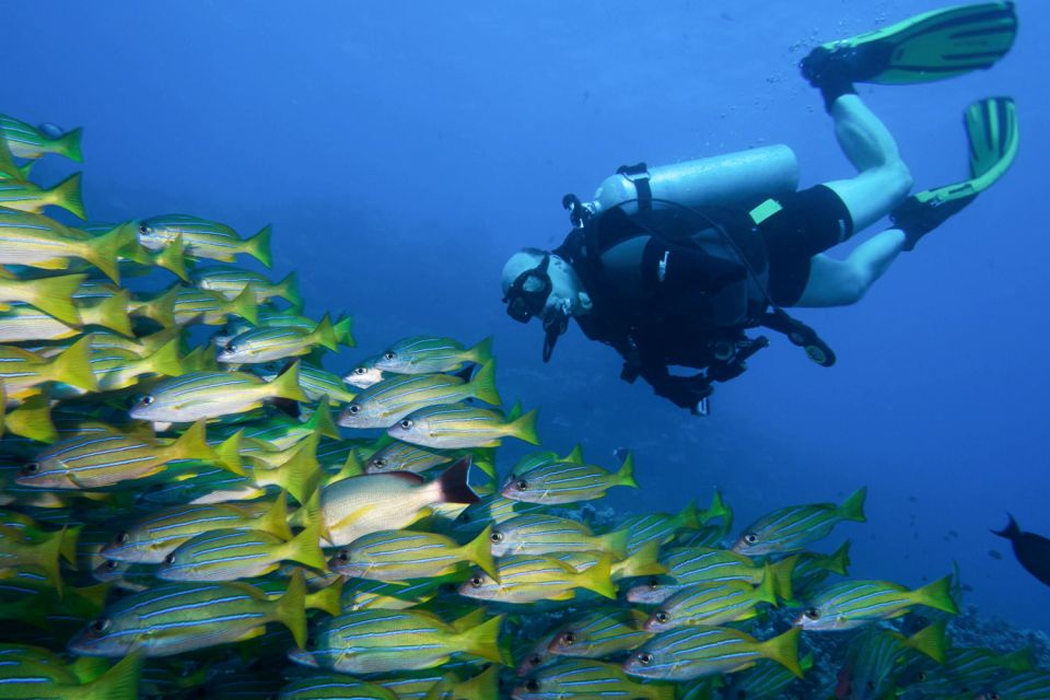 Maui: Eco-Friendly Conservation Dive for Certified Divers - Last Words