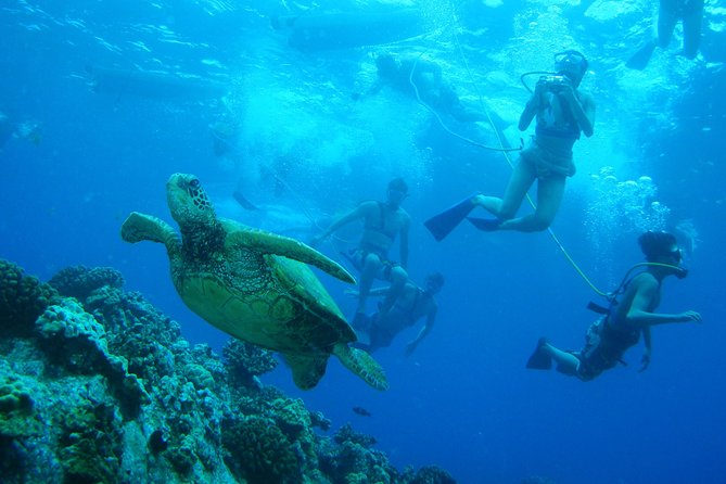 Maui Snorkeling Molokini Crater and Turtle Town Aboard Pride of Maui - Final Thoughts