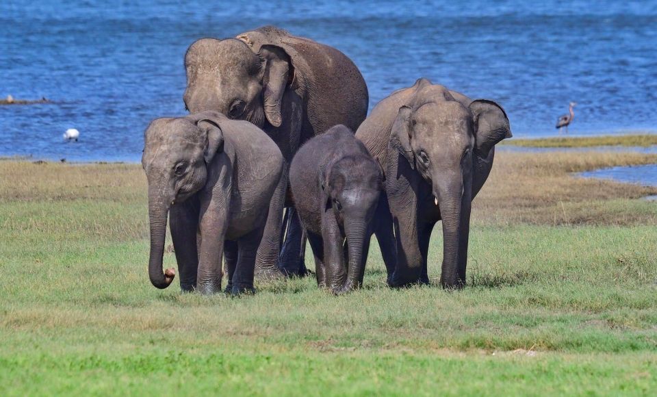 Minneriya Elephant Gathering Safari - Wildlife Photography