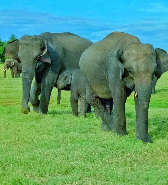 Minneriya/Kaudulla/Hurulu National Park Safari - Conservation and Wildlife Respect