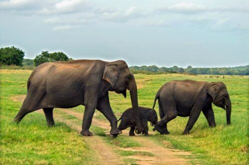 Minneriya: Minneriya National Park Private Safari - Common questions