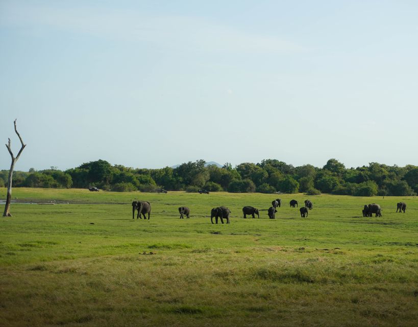 Minneriya National Park Half Day Sri Lanka Jeep Safari - Common questions