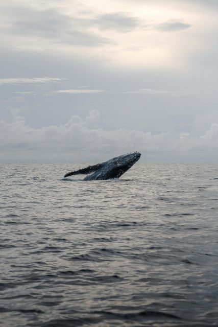 Mirissa Whale Watching Experience With Seafood Lunch - Tips for a Memorable Experience