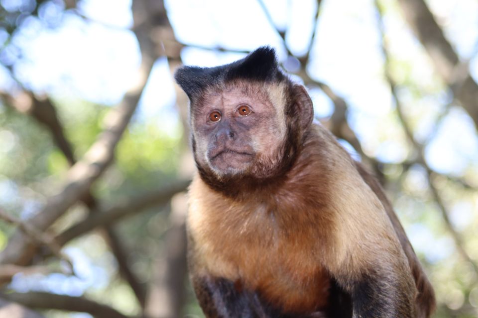 Monkeyland, Birds of Eden, Jukani - Animal Sanctuaries - Visitor Recommendations