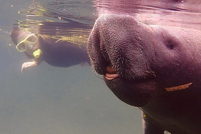 Morning Swim and Snorkel With Manatees-Guided Crystal River Tour - Common questions