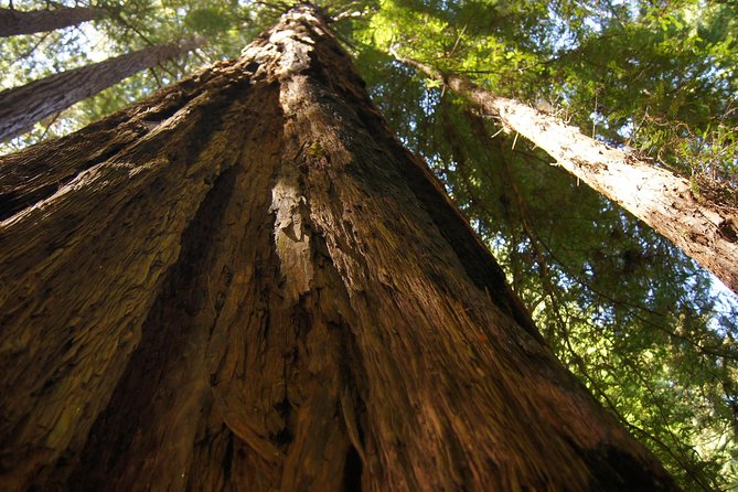 Muir Woods Tour of California Coastal Redwoods (Entrance Fee Included) - Hotel Pickup and Drop-off