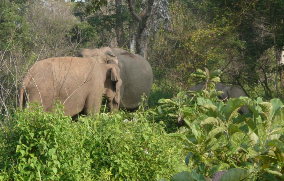 Multi-Day Tour: Udawalawe National Park Elephant Safari - Last Words