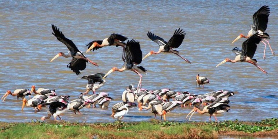 Muthurajawela: Wetland Bird Watching Tour From Colombo! - Common questions