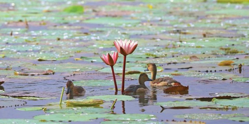 Muthurajawela Wetland: Birdwatching Expedition by Boat - Last Words