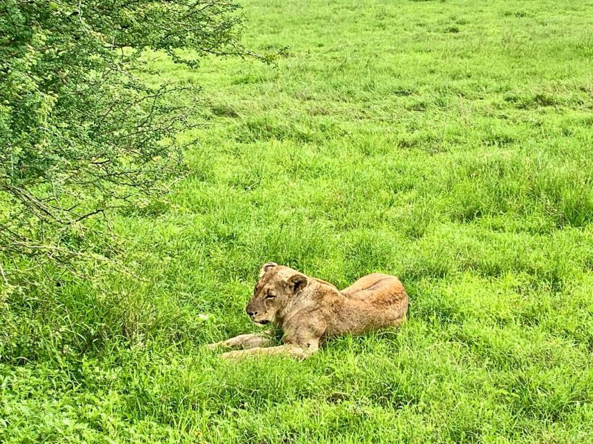 Nairobi National Park Morning or Evening Game Drive - Last Words