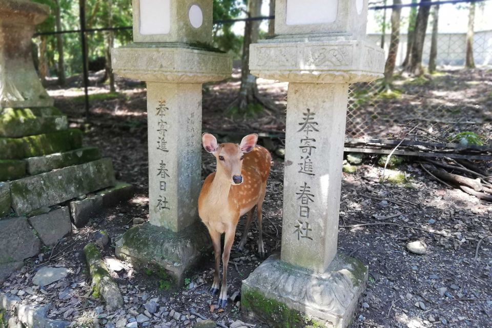 Nara: Half-Day UNESCO Heritage & Local Culture Walking Tour - Common questions