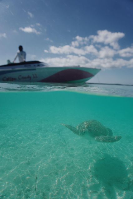 Nassau: Snorkel W/ Turtles, Feed Pigs, Lunch at Beach Club - Return Cruise Highlights