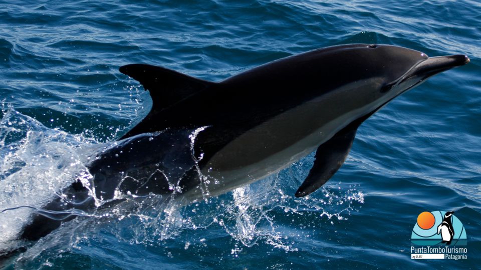 Nautical Tour With Dolphin Search in Puerto Madryn - Marine Life Viewing and Scenic Drive