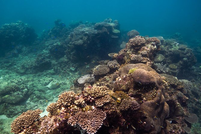 Ningaloo Reef Snorkel and Wildlife Adventure - Cultural Appreciation