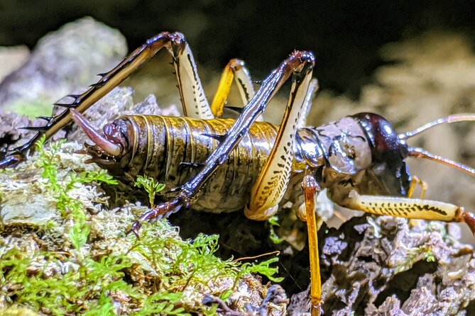 Nocturnal Adventure Glow-Worm Tour - Unique Glow Worm Experience