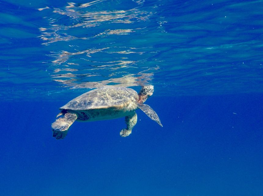 Oahu: Dolphin Swim and Turtle Snorkel Excursion in Waianae - Last Words