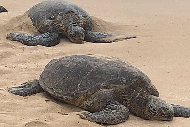 Oahu Highlights, Turtles & North Shore - Small Group Circle Island Tour - Route and Stops Overview