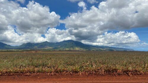 Oahu: Private Full-Day Foodie & Sightseeing Tour - Common questions