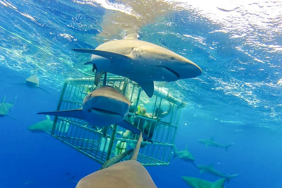 Oahu: Shark Cage Dive on the North Shore - Last Words