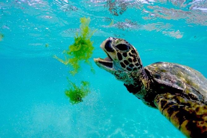 Oahu Turtle Canyon Snorkel Catamaran Cruise With Green Turtles (Mar ) - The Sum Up