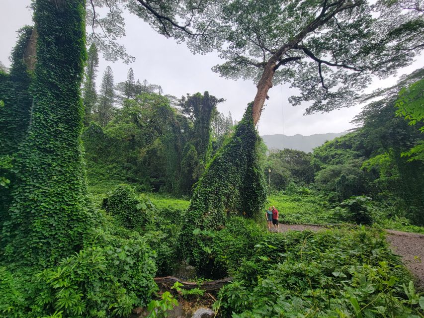 Oahu: Waikiki E-Bike Ride and Manoa Falls Hike - Hiking on the Manoa Falls Trail