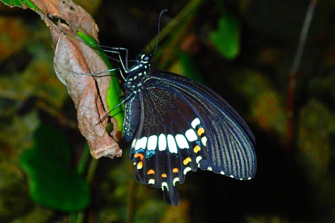 [Okinawa Miyako] Natural Planetarium! Starry Sky & Subtropical Jungle Night Tour - Directions