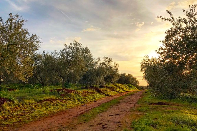 Olive Oil Farm Tour With Tasting From Seville - Tasting Session Feedback