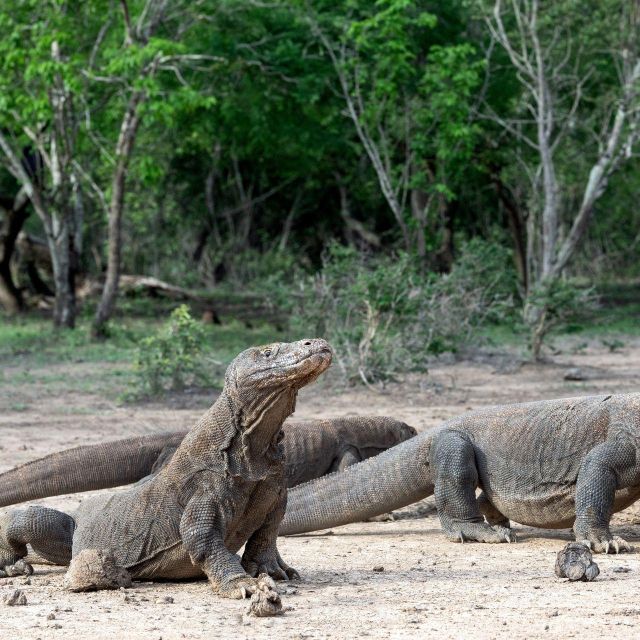 One-Day Komodo Tour By Speedboat - Fitness Requirements
