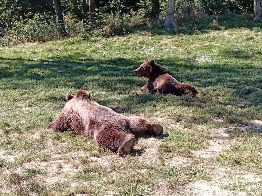 One Day Trip Bear Sanctuary, Dracula Castle, Rasnov Fortress - Last Words