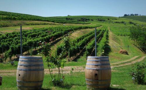 One Day Wine Route by Bike - Support and Logistics Provided Throughout