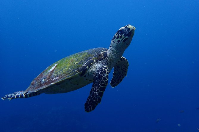 Open Water Course in Nusa Lembongan - Get Certified on Remote Island (Next Bali) - Additional Information