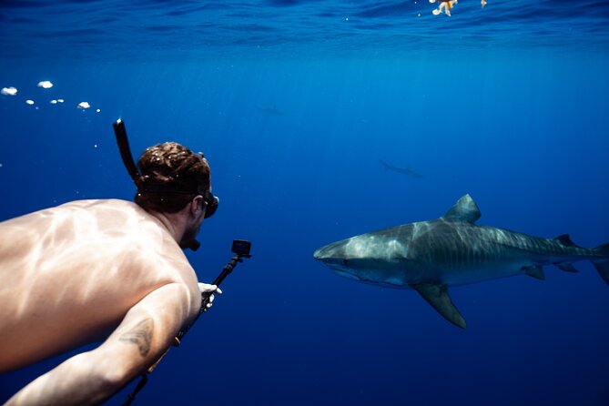 Open Water Shark Dive - Common questions
