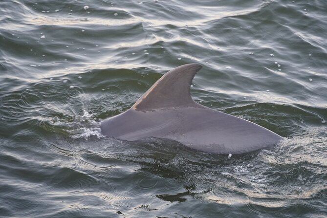 Orange Beach Dolphin Eco Boat Tour - Host Appreciation and Responses