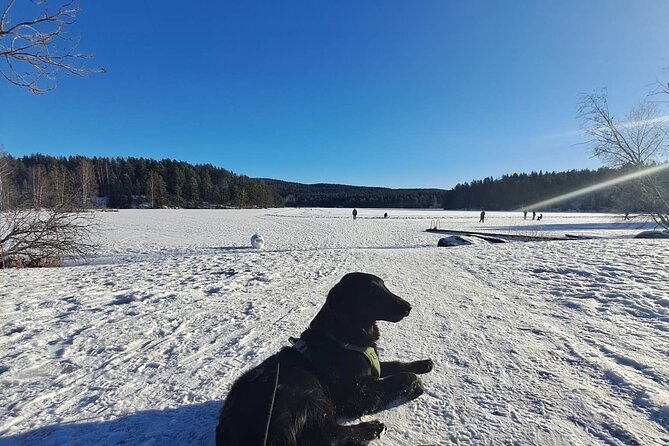 Oslo: Scenic Hike and Norwegian Waffle Witch Local & Puppy - Last Words