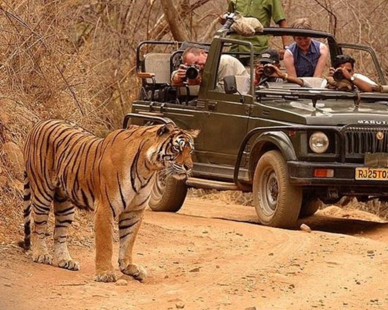 Overnight Private Tour: Jaipur - Ranthambore Tiger Safari - Last Words